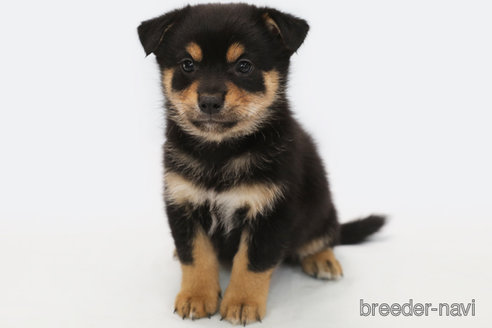 成約済の神奈川県のミックス犬-322553の1枚目